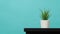 Artificial cactus plants or plastic or fake tree on desk with green and blue or Tiffany Blue background