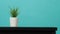 Artificial cactus plants or plastic or fake tree on desk with green and blue or Tiffany Blue background