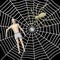 Artificial character in spiderweb - prey