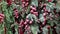 Artificial Christmas tree branches with clusters of red berries, artificial snow. New Year\\\'s decor