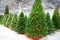 Artificial Christmas trees spruce in store