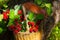 Artificial composition in the garden. wicker basket with raspberries and mushrooms