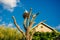 Artificial copies that accurately imitate white storks, a large nest mounted on a pole and twisted from tree branches