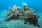 Artificial Coral Reef Underwater Bali