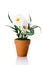 Artificial daisy in flower pot