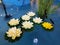 Artificial decorative water lilies indoor