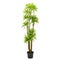 Artificial dracaena tree like real as modern evergreen ecological decoration for interiors