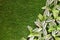 Artificial Dumb Cane or Dieffenbachia Plants on Green Grass