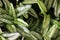 Artificial Dumb Cane Leaves or Dieffenbachia Plants