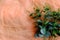 Artificial eucalyptus flower on a soft tile background