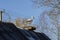 An artificial fake stork stands in a nest on the roof