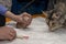 Artificial feeding of a newborn kitten with gastric tube. Safe way to first feed