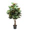 Artificial ficus elastica tree like real as modern evergreen ecological decoration for interiors