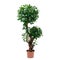 Artificial ficus microcarpa moclame tree like real as modern evergreen ecological decoration for interiors