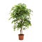 Artificial ficus tree like real as modern evergreen ecological decoration for interiors