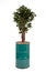 Artificial ficus tree like real as modern evergreen ecological decoration for interiors