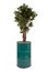 Artificial ficus tree like real as modern evergreen ecological decoration for interiors