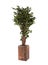 Artificial ficus tree like real as modern evergreen ecological decoration for interiors