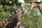 Artificial giraffe`s head tilted toward the little girl