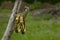 Artificial golden bangles on a nature background