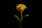 Artificial golden rose on black background