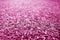 Artificial grass with blur effect in pink tone