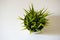 Artificial grass bush indoor plant