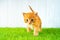 Artificial grass. Ginger kitten steps on a fluffy syntheic grass