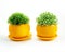 Artificial grass in indoor vases of round shape.