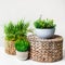 Artificial grassy plants in pots on wicker boxes over light wall