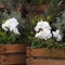 The Artificial hydrangeas and geraniums in wooden boxes near Covent Garden