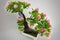 Artificial imitation succulent plants for home decoration, tree branch props artificial flower.