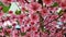 Artificial japanese cherry blossom