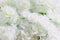 Artificial Jasmine white flowers