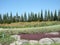 Artificial landscape with rocks and trimmed bushes.