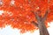 Artificial maple tree and leaves