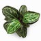 Artificial maranta plant in flower pot on white background