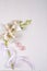 Artificial orchid sprig silk ribbons and two rose quartz hearts like a postcard