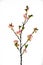 Artificial Peach Blossoms on a Branch