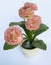 Artificial Peach Flower on the pot white background