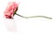 Artificial pink flower on white background