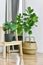 Artificial plant, Fiddle leaf fig tree and monstera planted in black pot on room corner, Indoor tropical houseplant for home