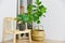 Artificial plant, Fiddle leaf fig tree and monstera planted in black pot on room corner, Indoor tropical houseplant for home and l