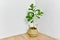 Artificial plant, Fiddle leaf fig tree on room corner, Indoor tropical houseplant