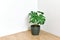 Artificial plant, Philodendron monstera planted on room corner, Indoor tropical houseplant for home and living