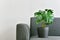 Artificial plant, Philodendron monstera planted on sofa, Indoor tropical houseplant