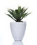 Artificial plant White pot