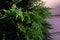 Artificial plastic thuja close, soft focus