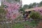 Artificial plum flower of forbidden city in hengdian studios, adobe rgb