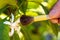 Artificial pollination of orange blossom with paintbrush, close up. Greenhouse garden needs artificial assistance. Hand with brush